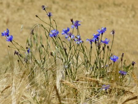 Cyanus segetum Hill par Martine BENEZECH