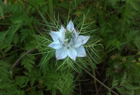 Nigella damascena L. par Roland LAUNAY