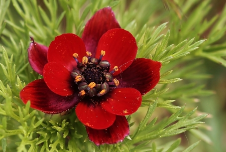 Adonis annua L. par Gilles SALAMA