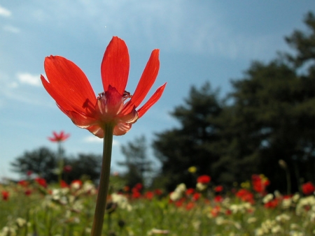 Adonis flammea Jacq. par Marie-France PACAUD