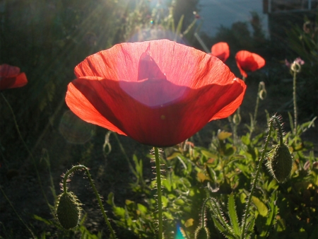 Papaver rhoeas L. par François BAHUAUD