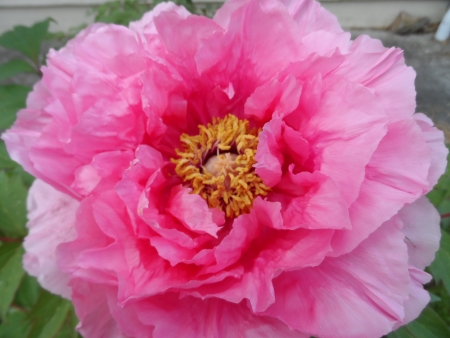 Pivoine arbustive par Marie-Claude ROBOLY