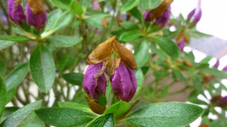 Rhododendron simsii Planch. par Yves VEAU