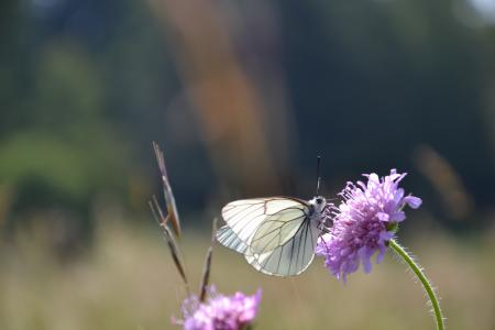 Knautia arvensis (L.) Coult. par David HAPPE