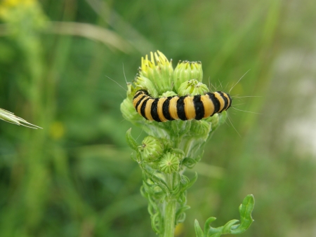 Senecio jacobaea L. et tyria jacobaeae  par Mayyam