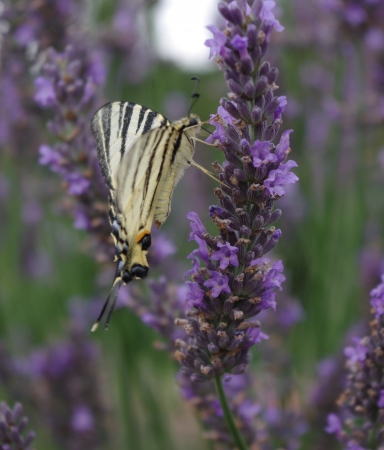 Lavandula angustifolia Mill. par Gisèle ARLIGUIE