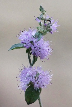 Mentha aquatica L. par Gilles SALAMA