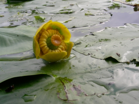 Nuphar lutea par Michel DÉMARES