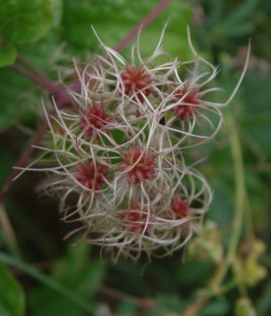 Clematis vitalba L. par Gisèle ARLIGUIE