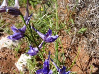 Delphinium nanum