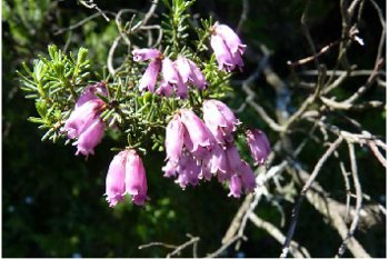 Erica australis