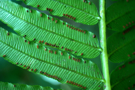 Marattia fraxinea Sm.  par Liliane ROUBAUDI