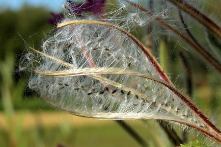 Epilobium hirsutum L. par Liliane Pessotto