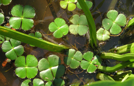 Marsilea quadrifolia par Marc PHILIPPE