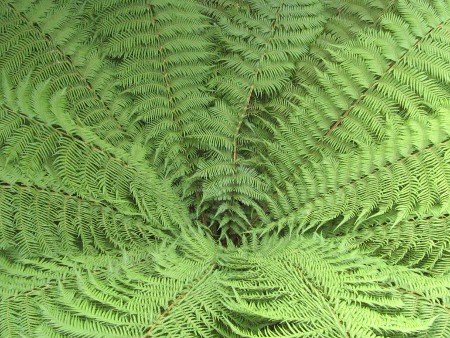 cyatheaceae sphaeropteris par Roseline MENDES