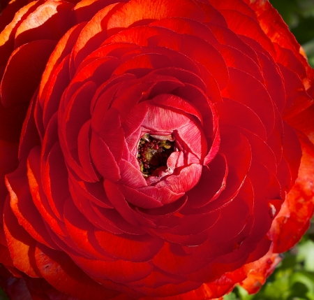  Ranunculus asiaticus L. par Frédéric DORGLER