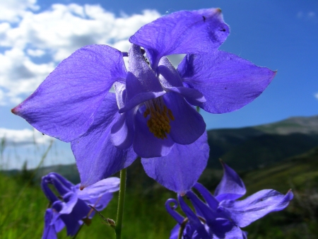 Aquilegia alpina L. par Michel DÉMARES