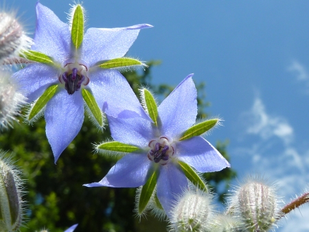 Borago officinalis L. par Jeanne  MULLER 