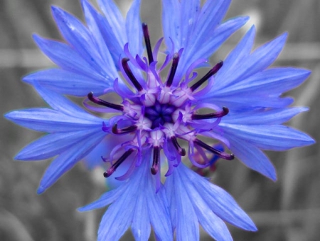 Centaurea cyanus L.  par Hervé TIGER