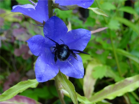 Campanula pyramidalis L. par Jacques SOUBEN