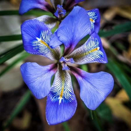 Iris unguicularis Poir. par Denis NESPOULOUS