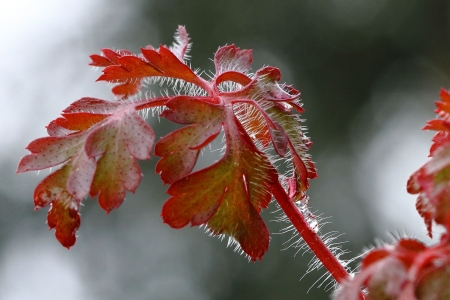 Geranium robertianum L. par Michel GUERIN