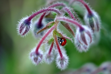 Borago officinalis L. par Anne-Christine DE BATZ