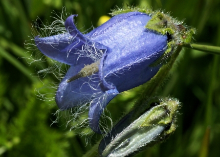 Campanula barbata L. [1759]  par Liliane Pessotto