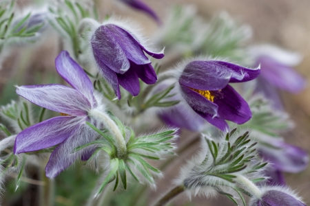 Anemone montana Hoppe ex Sturm [1826] par Bernard MACHETTO