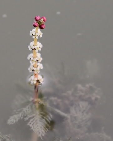 Myriophyllum spicatum L. (bdtfx) par Gilles SALAMA