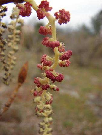 Populus nigra L. par Paul Fabre