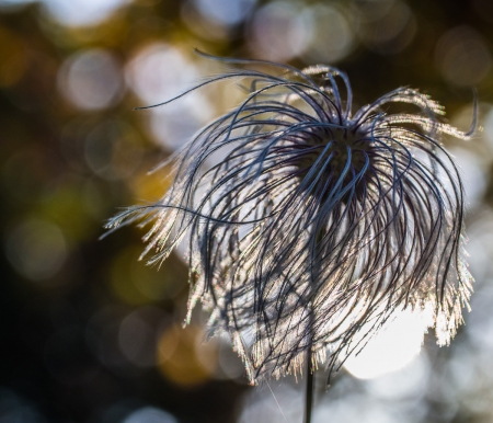 Clematis tangutica (Maxim.) Korsh. par Denis NESPOULOUS