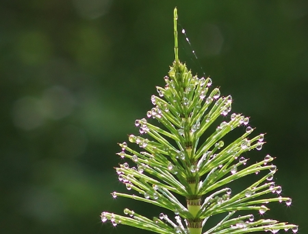 Equisetum telmateia Ehrh. par Gilles SALAMA