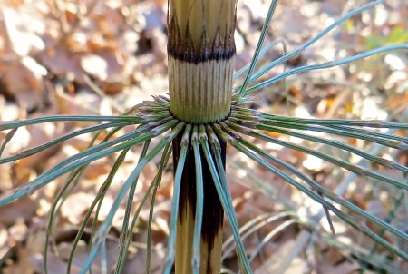 Equisetum arvense L. par Madeleine SARRAN