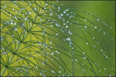 Equisetum arvense L. par François GRANJA