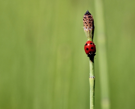 Equisetum L. par Gilles SALAMA