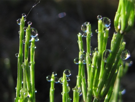 Equisetum arvense L. par Marie-France PACAUD