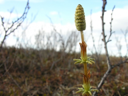 Equisetum sylvaticum L. par François BAHUAUD