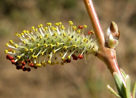 Salix purpurea L. par Liliane PESSOTTO