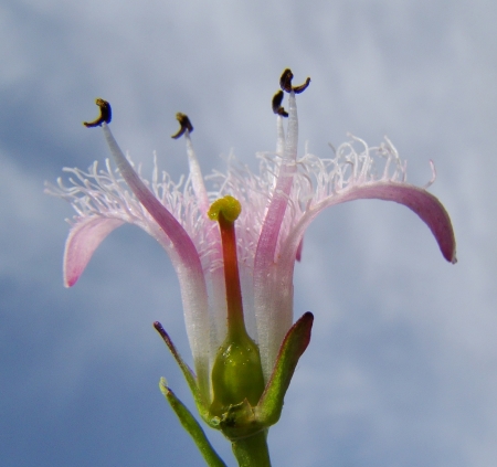 Menyanthes trifoliata L. par Claude FIGUREAU 