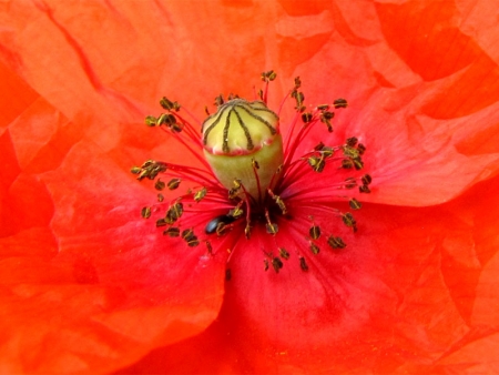 Papaver rhoeas L. par Marie-France PACAUD