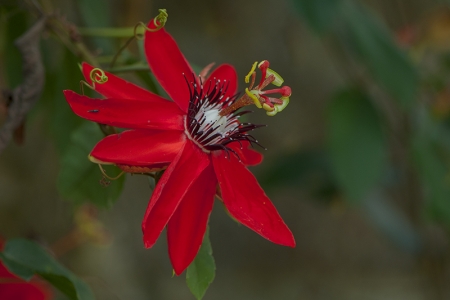 Passiflora miniata par François GRANJA