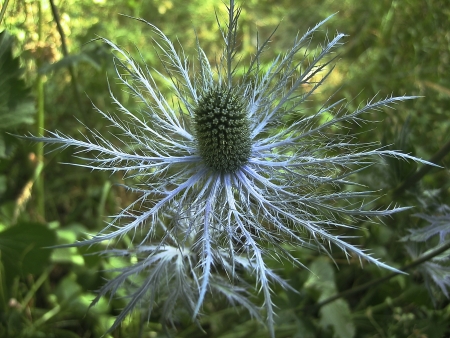 Eryngium alpinum L. par Madeleine SARRAN