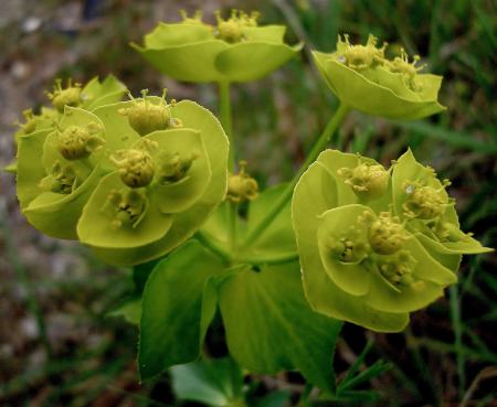 Euphorbia helioscopia L. par Anne VINCENT