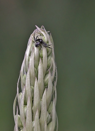 Himantoglossum hircinum (L.) Spreng. par Gilles SALAMA