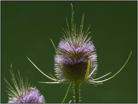 Dipsacus fullonum L. par Pat DESNOS