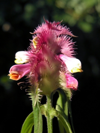 Melampyrum cristatum L. par Liliane PESSOTTO