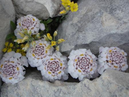 Iberis candolleana Jord.  par Genevieve BOTTI