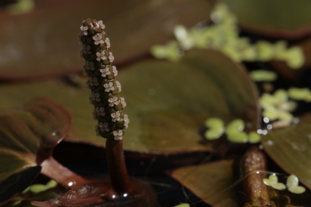 Potamogeton polygonifolius Pour.