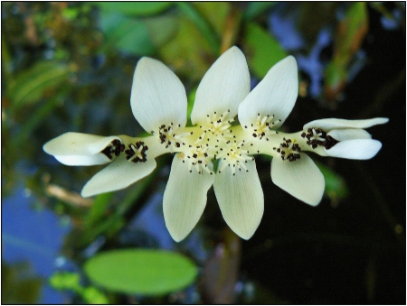 Aponogeton distachyos L.f.  par Pat DESNOS